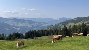Milchkühe auf einer Almwiese in Österreich als Symbolbild für den Zuschuss für Kärntner Milchbauern