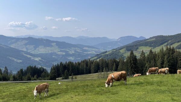 Milchkühe auf einer Almwiese in Österreich als Symbolbild für den Zuschuss für Kärntner Milchbauern