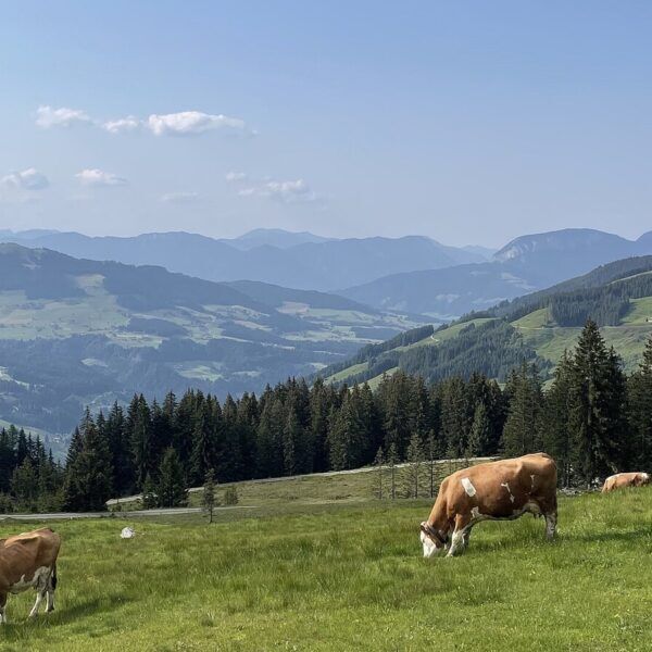Milchkühe auf einer Almwiese in Österreich als Symbolbild für den Zuschuss für Kärntner Milchbauern