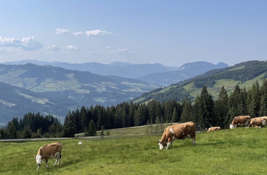 Milchkühe auf einer Almwiese in Österreich als Symbolbild für den Zuschuss für Kärntner Milchbauern